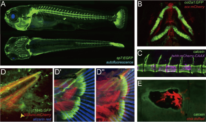 斑马鱼骨及关节保护功效评价
