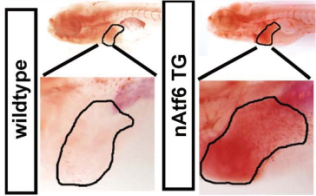 斑马鱼脂肪肝功效评价