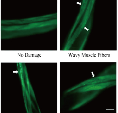 线虫改善肌少症功效评价