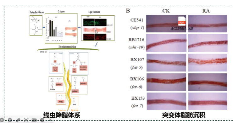 线虫降血脂功效评价